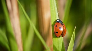 Preview wallpaper ladybug, grass, wings, insect