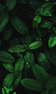 Preview wallpaper leaves, drops, dew, plant, moisture, dark