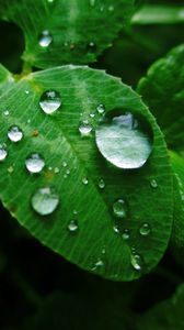 Preview wallpaper leaves, grass, dew