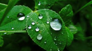 Preview wallpaper leaves, grass, dew