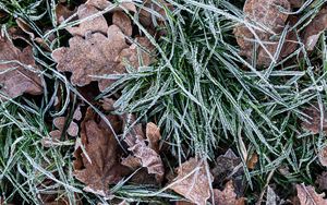 Preview wallpaper leaves, grass, frost, dry, macro