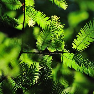 Preview wallpaper leaves, twigs, needles, shadow