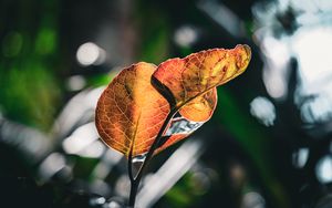 Preview wallpaper leaves, veins, macro, branch, blur