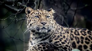 Preview wallpaper leopard, look, sadness, predator, muzzle