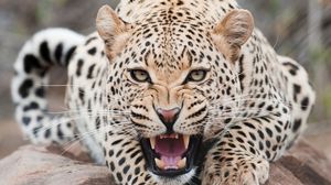 Preview wallpaper leopard, predator, face, teeth, aggression