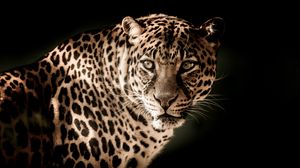 Preview wallpaper leopard, predator, muzzle, look