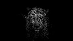 Preview wallpaper leopard, predator, muzzle, bw