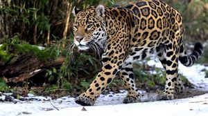 Preview wallpaper leopard, snow, walk, predator