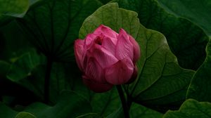 Preview wallpaper lily, bud, flower, pink, plant