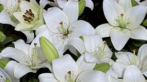 Preview wallpaper lily, buds, white, many