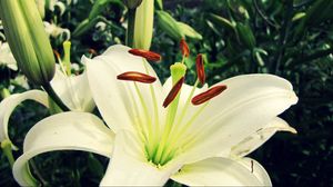 Preview wallpaper lily, flower, petals, plant