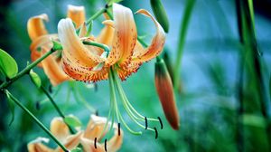 Preview wallpaper lily, flower, stamens, petals, grass