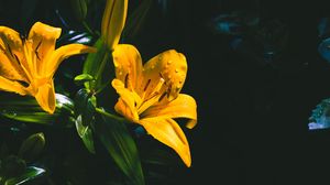 Preview wallpaper lily, flower, yellow, wet, drops