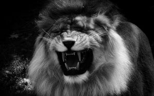 Preview wallpaper lion, grin, predator, black and white, animal