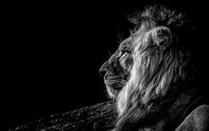 Preview wallpaper lion, profile, bw