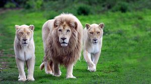 Preview wallpaper lions, family, grass, walk, predators