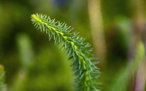 Preview wallpaper lycopodium, needles, plant, green, blur, macro