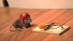 Preview wallpaper mouse, cheese, mouse trap, helmet, funny, situation