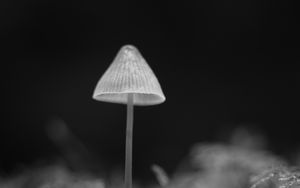 Preview wallpaper mushroom, black and white, macro, blur
