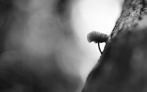 Preview wallpaper mushroom, tree, blur, black and white, macro