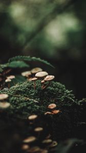 Preview wallpaper mushrooms, moss, blur, macro