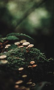 Preview wallpaper mushrooms, moss, blur, macro