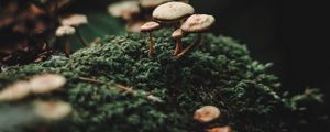 Preview wallpaper mushrooms, moss, blur, macro