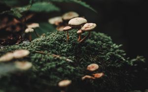 Preview wallpaper mushrooms, moss, blur, macro