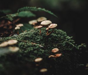 Preview wallpaper mushrooms, moss, blur, macro