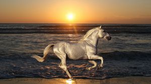 Preview wallpaper nature, stallion, horse, animals, rides, sea