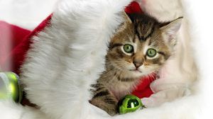 Preview wallpaper new year, christmas, kitten, hat, attribute