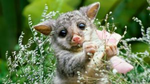 Preview wallpaper opossum, grass, flowers, animal