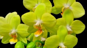 Preview wallpaper orchid, yellow, flower, close-up, twig, black background