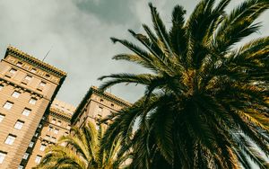 Preview wallpaper palm tree, building, houses, windows