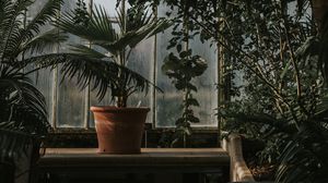 Preview wallpaper palm tree, pot, window, plants