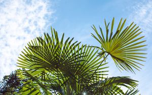 Preview wallpaper palm trees, branches, sunlight, sky