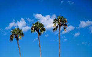 Preview wallpaper palm trees, trees, trunks, sky, clouds, nature