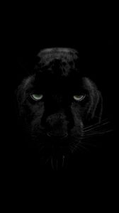 Preview wallpaper panther, predator, big cat, wildlife, look