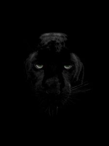 Preview wallpaper panther, predator, big cat, wildlife, look