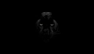 Preview wallpaper panther, predator, big cat, wildlife, look