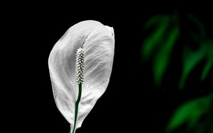 Preview wallpaper peace lily, lily, petal, macro, white