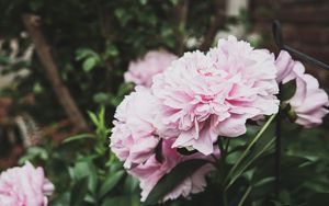 Preview wallpaper peony, flowers, bud, pink