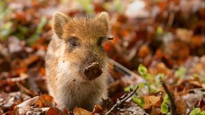 Preview wallpaper pig, dirt, leaves, autumn, small