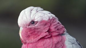 Preview wallpaper pink cockatoo, cockatoo, parrot, bird