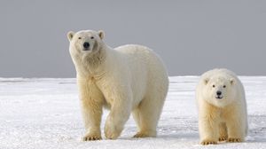 Preview wallpaper polar bear, bear, predator, glance, ice, snow