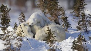 Preview wallpaper polar bears, family, snow, grass, care