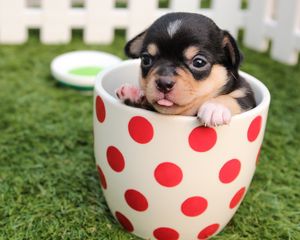 Preview wallpaper puppy, dog, cup