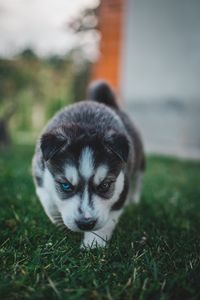 Preview wallpaper puppy, husky, dog, cute, heterochromia