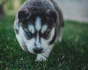 Preview wallpaper puppy, husky, dog, cute, heterochromia