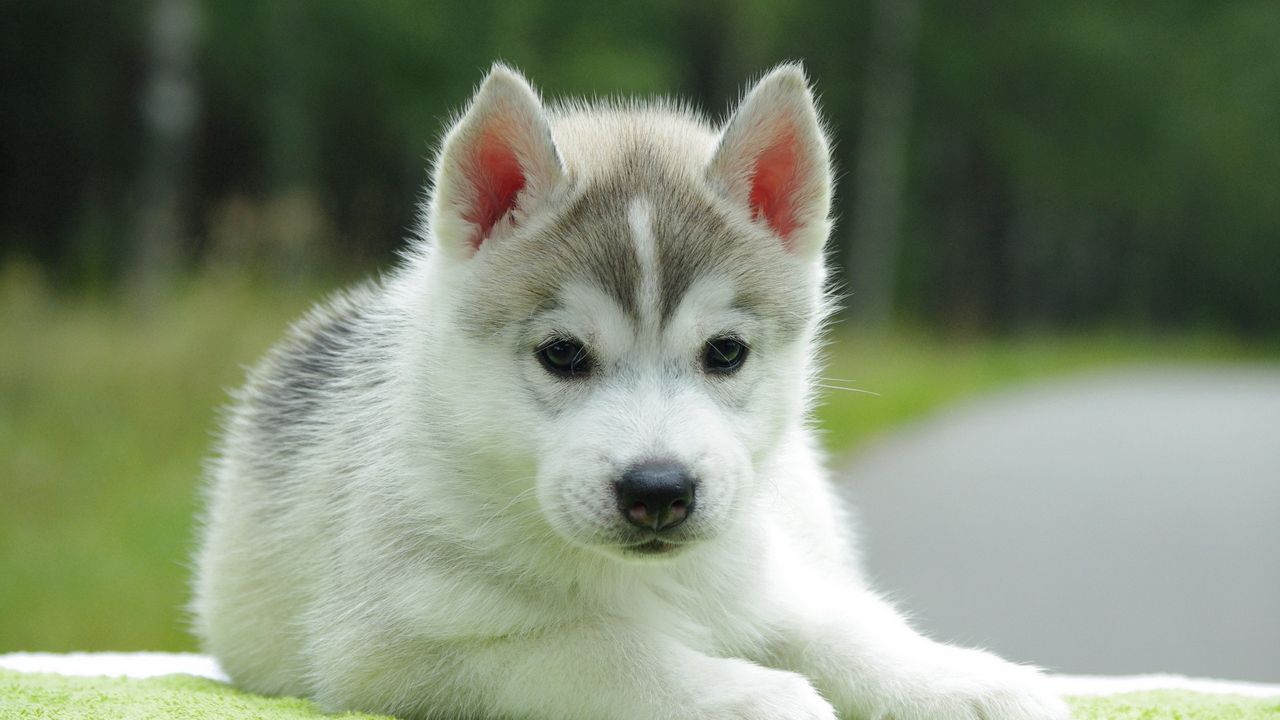 Wallpaper puppy, husky, down, cute